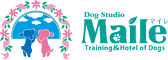 DogStudioMaile